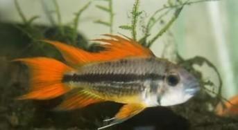 Apistogramma cacatuoides Double orange - Koidream Valburg, Dieren en Toebehoren, Vissen | Aquariumvissen, Zoetwatervis, Vis, Schoolvis