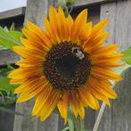 Zaden zonnebloem hoog, donkergeel met rode ring, vertakt, Ophalen of Verzenden, Voorjaar, Volle zon, Zaad