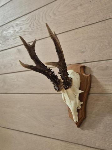 Prachtig Ree Gewei Zes Ender mancave jacht hut kerst d74 beschikbaar voor biedingen