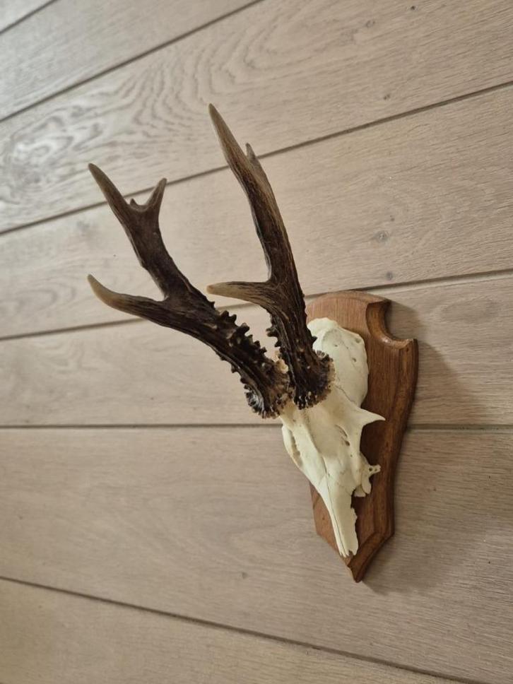 Prachtig Ree Gewei Zes Ender mancave jacht hut kerst d74, Verzamelen, Dierenverzamelingen, Gewei of Kop, Hert, Ophalen of Verzenden