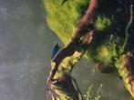 Blue velvet garnalen, Dieren en Toebehoren, Reptielen en Amfibieën, Overige soorten, 0 tot 2 jaar