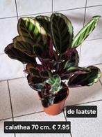 Calathea 70 cm., Ophalen of Verzenden, Halfschaduw, Minder dan 100 cm