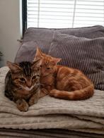 Gouden mand gezocht. (Rode kater is niet meer beschikbaar!), Dieren en Toebehoren, Katten en Kittens | Dekkaters