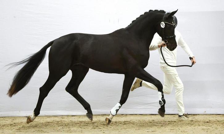 Eyecather - 2023, Dieren en Toebehoren, Paarden en Pony's | Overige Paardenspullen, Nieuw, Dressuur, Ophalen