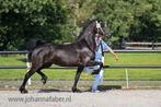 Zeer jeugdige 1e premie Friese Stermerrie met topafstamming, Dieren en Toebehoren, Paarden, Merrie, 160 tot 165 cm, 3 tot 6 jaar