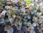Vaste plant : Ajuga reptans  2 euro, Vaste plant, Halfschaduw, Zomer, Ophalen