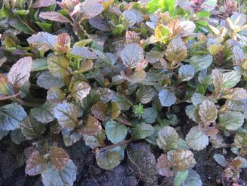 Vaste plant : Ajuga reptans  2 euro beschikbaar voor biedingen