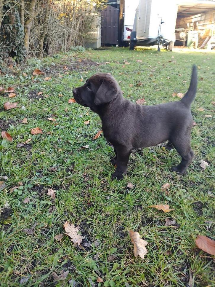 Mooie bruine labrador pups, Dieren en Toebehoren, Honden | Retrievers, Spaniëls en Waterhonden, Reu, Labrador retriever, Fokker | Hobbymatig