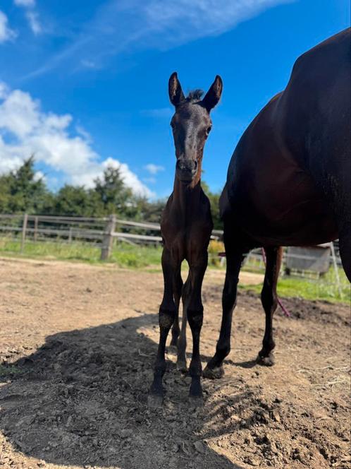 Knap kwpn x pre hengst veulen, Dieren en Toebehoren, Paarden, Hengst, 0 tot 2 jaar, Dressuurpaard, Gechipt