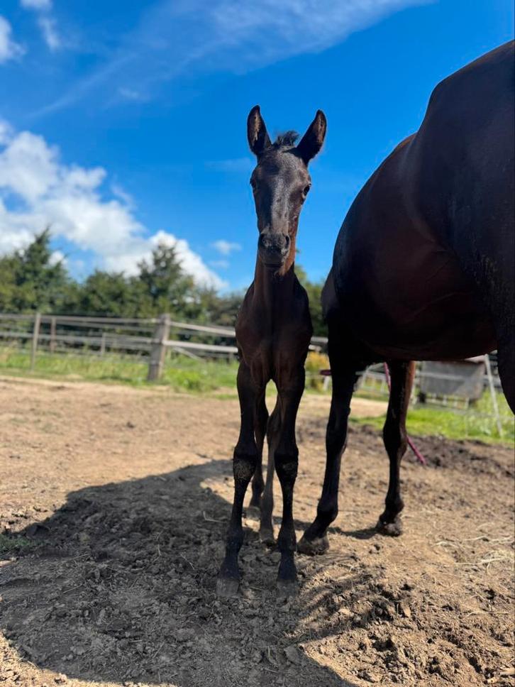 Knap kwpn x pre hengst veulen, Dieren en Toebehoren, Paarden, Hengst, 0 tot 2 jaar, Dressuurpaard, Gechipt