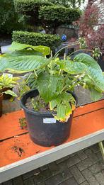 Hosta big daddy, Tuin en Terras, Planten | Tuinplanten, Ophalen, Overige soorten, Halfschaduw
