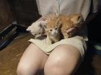4 lieve kindvriendelijke poesjes, Dieren en Toebehoren, Katten en Kittens | Overige Katten, Poes