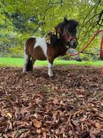 Ter overname superleuke Shetlander op mooie stallingsplek, Merrie, Niet van toepassing, A pony (tot 1.17m), Gechipt