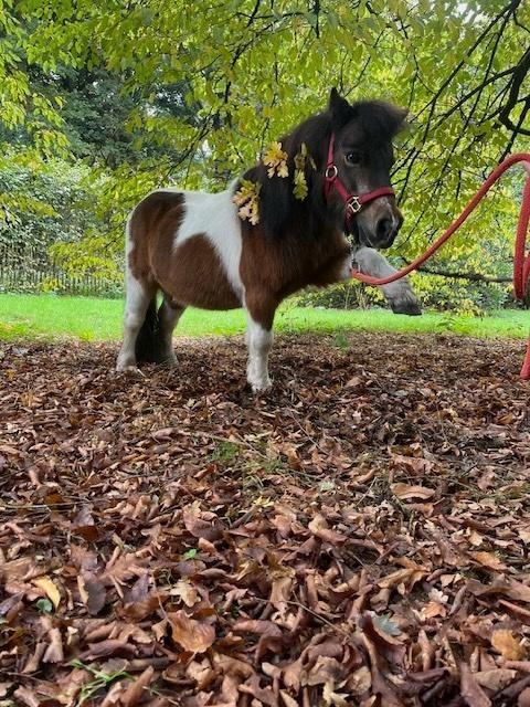 Superleuke Shetlander met mooie stallingsplek, Dieren en Toebehoren, Pony's, Merrie, Niet van toepassing, A pony (tot 1.17m), Recreatiepony