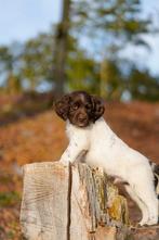 Gezonde Duitse Staande Langhaar Pups, Dieren en Toebehoren, Duitse Staande hond, Parvo, 8 tot 15 weken, Meerdere