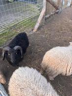 Ouessant ram, Dieren en Toebehoren, Schapen, Geiten en Varkens, Mannelijk, Schaap