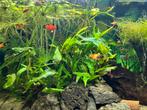 Jonge platy’s, Dieren en Toebehoren, Ophalen, Nieuw