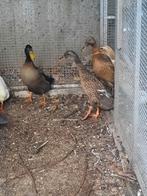 Loopeenden, Dieren en Toebehoren, Meerdere dieren, Eend