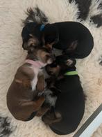 Teckel pups, Dieren en Toebehoren, Honden | Teckels en Dashonden, Standaard, Reu, Korthaar, Meerdere