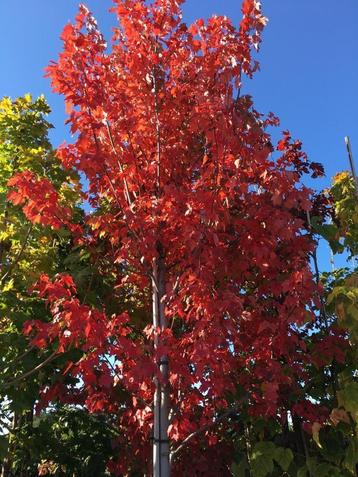 Acer freemanii 'Autumn Blaze' spectaculaire herfstkleur!!! beschikbaar voor biedingen