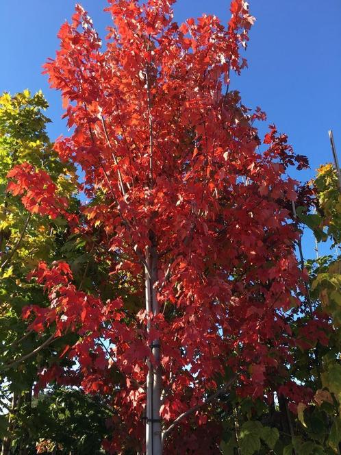 Acer freemanii 'Autumn Blaze' spectaculaire herfstkleur!!!, Tuin en Terras, Planten | Bomen, Overige soorten, 400 cm of meer, Halfschaduw