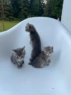 Boerderijkittens: 1 gestreept grijs poesje beschikbaar., Poes, Ontwormd