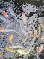 Quarantaine bakken Trickle filter Plantenfilter Vijverpompen, Karper of Koi
