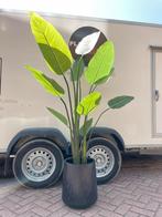 Kunstplant Strelitzia Nicolai in pot zwart, Verzenden