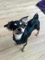 chihuahua  puppy's reu, Parvo, 15 weken tot 1 jaar, Reu, Meerdere