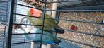 Vogels parkieten, Dieren en Toebehoren, Vogels | Parkieten en Papegaaien, Meerdere dieren, Parkiet
