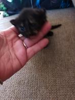 🩷🩷Leuk schildpad poesje🩷🩷, Dieren en Toebehoren, Katten en Kittens | Overige Katten, Meerdere dieren
