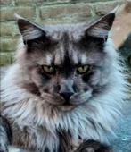 XXL Maine Coon Rus DEKKATER BlackSmoke GetestVriendelijkReus, 3 tot 5 jaar