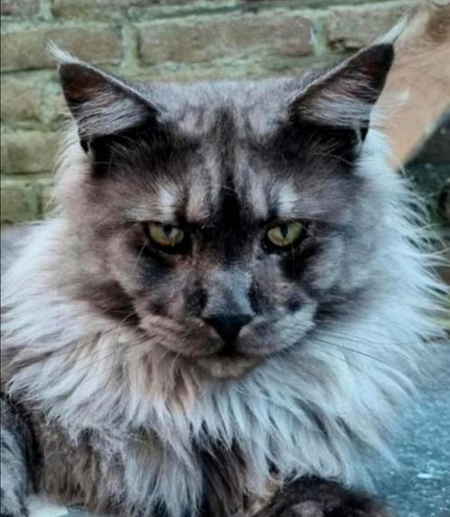 XXL Maine Coon Rus DEKKATER BlackSmoke GetestVriendelijkReus, Dieren en Toebehoren, Katten en Kittens | Dekkaters, 3 tot 5 jaar