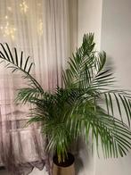 Palm, Huis en Inrichting, Kamerplanten, Palm, Ophalen of Verzenden