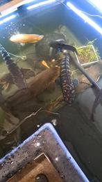 Koppel snakehead, Dieren en Toebehoren, Vissen | Vijvervissen, Karper of Koi