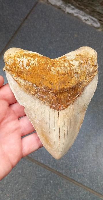Megalodon haaientand XL 13,5 cm fossiel uit Indonsië haai beschikbaar voor biedingen