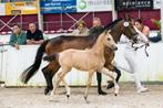 Kampioens Valk merrie veulen NFX ( nieuwe advertentie ), Dieren en Toebehoren, Pony's, Merrie, 0 tot 2 jaar, Onbeleerd, Recreatiepony