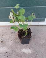Anemone hybrida honorine jobert, Vaste plant, Halfschaduw, Zomer, Ophalen