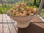 Pineberry stekjes (witte aardbeien), Tuin en Terras, Planten | Fruitbomen, Minder dan 100 cm, Lente, Overige soorten, In pot