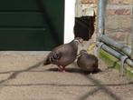 Bronsvleugelduiven, Dieren en Toebehoren, Vogels | Duiven, Meerdere dieren, Overige soorten