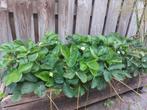 Aardbeienstruiken, Tuin en Terras, Planten | Tuinplanten, Ophalen, Zomer, Overige soorten, Volle zon