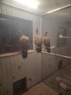 Glans fazant hennen 2025, Vrouwelijk, Overige soorten