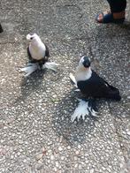 Syrisch vogel duiven, Dieren en Toebehoren, Vogels | Duiven, Meerdere dieren