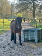 Gezocht plek voor IJslander ruin, Stalling