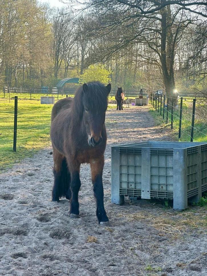 Gezocht plek voor IJslander ruin, Dieren en Toebehoren, Stalling en Weidegang, Stalling