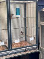 Koppel vinken, Dieren en Toebehoren, Vogels | Overige Vogels, Meerdere dieren, Geringd