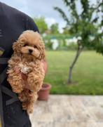 Exclusieve Maltipoo Micro pups (Maltezer/Azian Toy Poedel)), Dieren en Toebehoren, Honden | Chihuahua's en Gezelschapshonden, Particulier