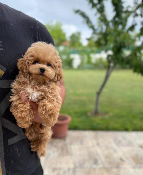 Exclusieve Maltipoo Micro pups (Maltezer/Azian Toy Poedel)), Dieren en Toebehoren, Honden | Chihuahua's en Gezelschapshonden, Meerdere dieren
