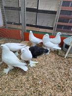 3 koppel gentse kroppers, Dieren en Toebehoren, Vogels | Duiven, Meerdere dieren, Overige soorten