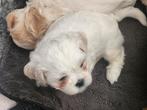 Lieve speelse boomer pup, Dieren en Toebehoren, Honden | Chihuahua's en Gezelschapshonden, CDV (hondenziekte), 8 tot 15 weken